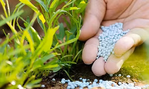 Thuế xuất nhập khẩu phân bón, thuốc lá thay đổi ra sao từ 16/12/2024?