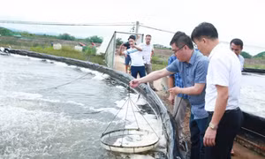 Tiên Yên: Hình thành cộng đồng nuôi tôm bền vững