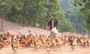 Đòn bẩy để đồng bào thiểu số thoát nghèo bền vững