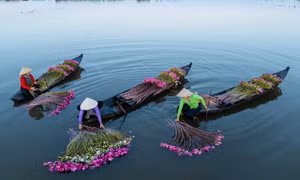 Báo Tây ngỡ ngàng cảnh thu hoạch hoa súng ở Việt Nam