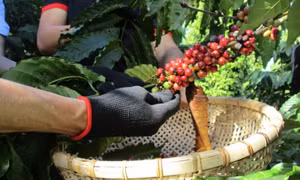 Đâu là nguyên nhân đẩy giá cà phê lên cao?