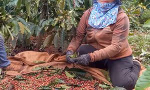 Giá cà phê cao chưa từng thấy khi vào chính vụ, nông dân thành 'đại gia'