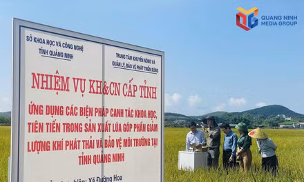 Đưa công nghệ vào canh tác lúa, giảm phát thải