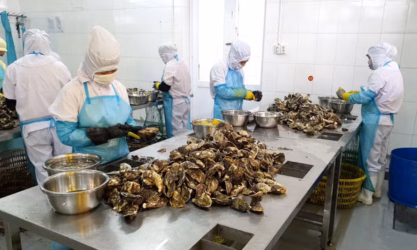 Chế biến vỏ hàu thành thức ăn chăn nuôi