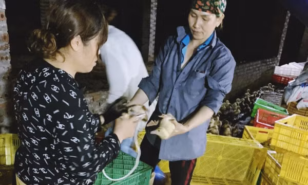 Đẩy nhanh tiêm phòng dịch bệnh cho đàn gia súc, gia cầm