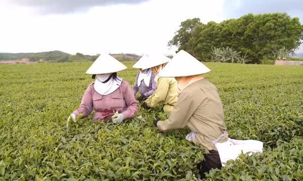 Thúc đẩy liên kết sản xuất trong nông nghiệp
