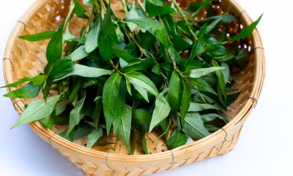 Ăn rau răm có làm giảm ham muốn?