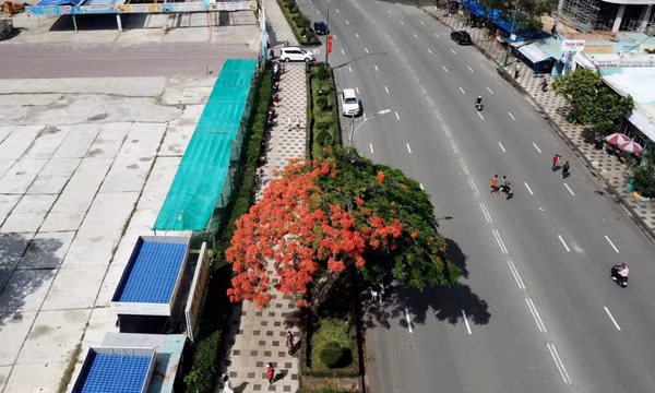 Cây phượng 'nửa lá nửa hoa'