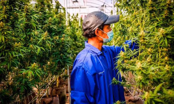 Thái Lan phát miễn phí 1 triệu cây cần sa cho người dân