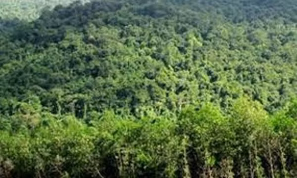 Ngăn chặn tình trạng phá rừng, lấn chiếm đất rừng