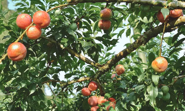 Hái mận đầu mùa tại Mộc Châu