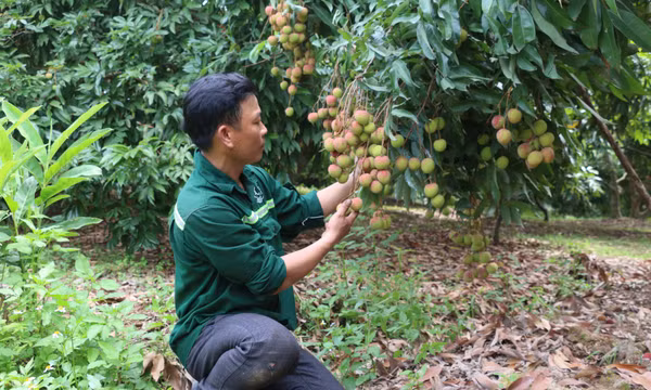 Nâng cao giá trị vải chín sớm Phương Nam