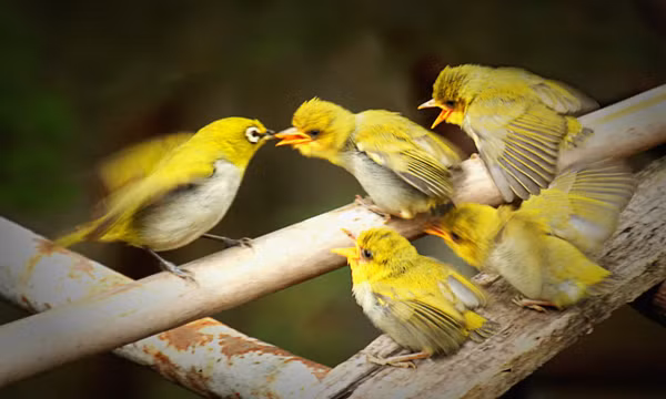 Chim vườn nhà qua ống kính Vũ Bích Cương