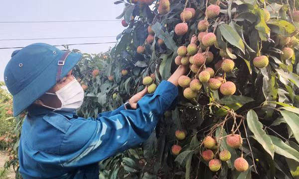 Phát huy vai trò hợp tác xã, tổ hợp tác