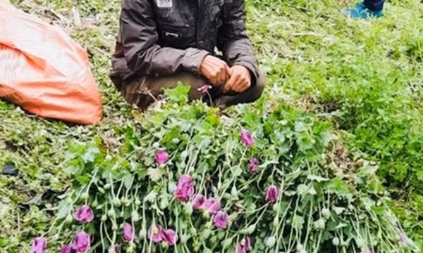 Bắt giữ khẩn cấp đối tượng trồng cây thuốc phiện ở Sa Pa