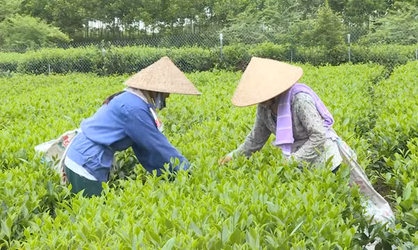 Lan tỏa phong trào nông dân sản xuất kinh doanh giỏi 