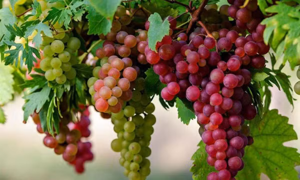 Các món ăn dễ kiếm là khắc tinh của ung thư có ngay quanh chúng ta