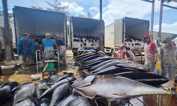Xuất khẩu cá ngừ hai tháng đầu năm 2026: Chuyển dịch linh hoạt để giữ vững đà tăng trưởng