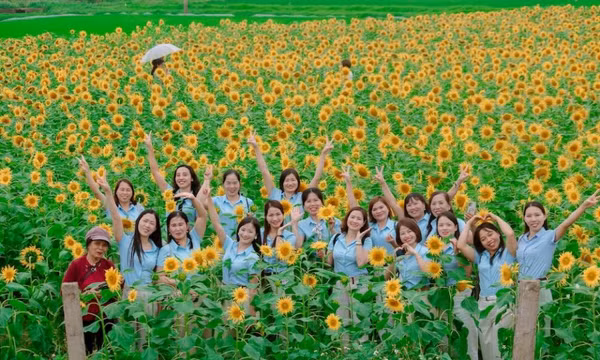 Vườn hoa hướng dương 20.000 cây ở Nghệ An mở cửa miễn phí