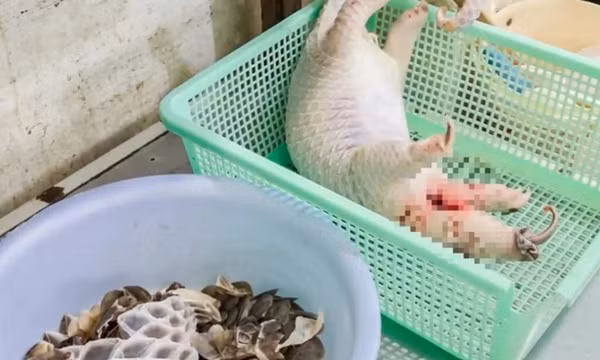 Vụ nhà hàng mua tê tê, xẻ thịt phục vụ thực khách: Khởi tố thêm chồng của chủ nhà hàng