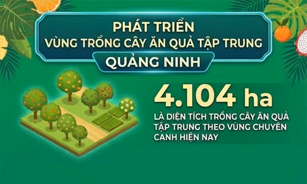 4.104 ha - là diện tích trồng cây ăn quả tập trung theo vùng chuyên canh trên địa bàn tỉnh hiện nay