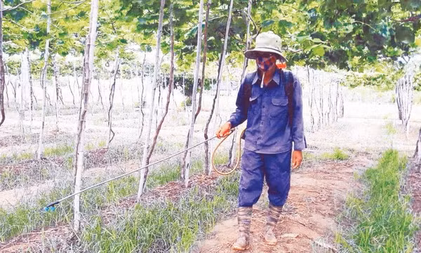 Cảm biến phát hiện thuốc diệt cỏ độc hại