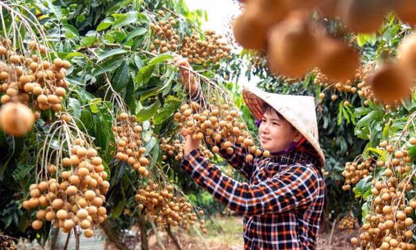 Quả nhãn Việt Nam có nhiều dư địa vào thị trường Trung Quốc