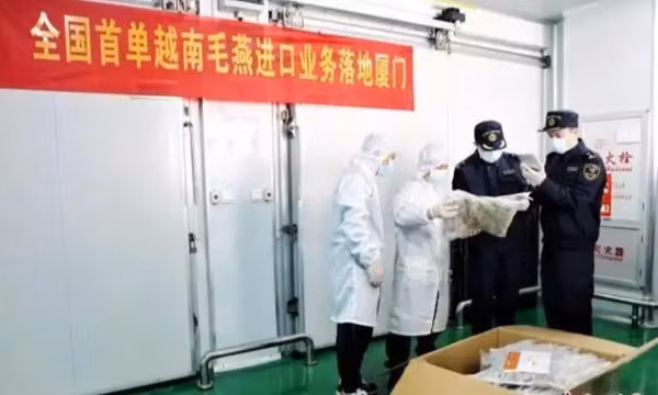 Trung Quốc lần đầu tiên nhập khẩu tổ yến thô từ Việt Nam