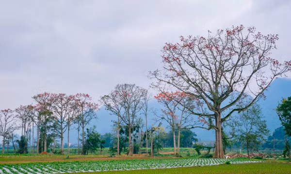 Mùa hoa gạo đỏ rực giữa làng quê xứ Nghệ