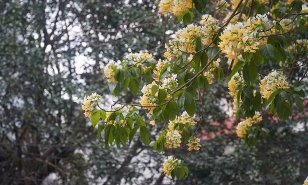 Cây hoa bún 300 năm tuổi ở Hà Nội vào mùa đẹp nhất năm