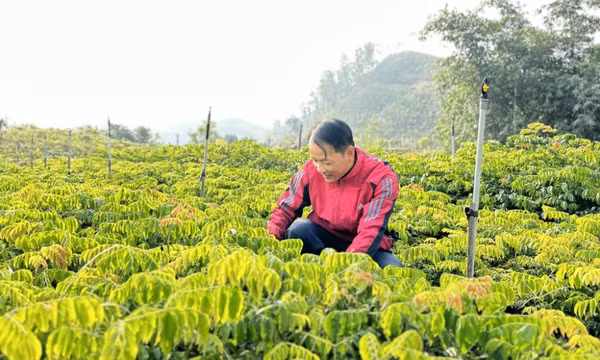 Chính sách phát triển nông nghiệp: Cần thích ứng và có "độ mở" cao