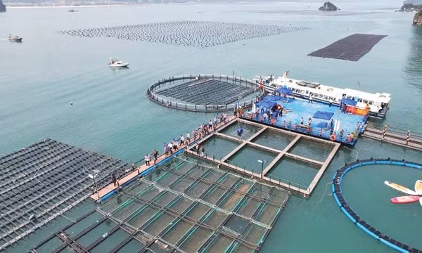 Xuất khẩu thủy sản hướng tới kỷ lục mới