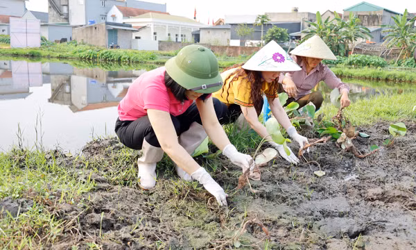 Phường Móng Cái 2: Trồng sen hữu cơ gắn với phát triển du lịch trải nghiệm