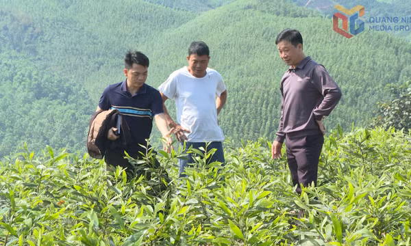 Công ty TNHH MTV Lâm nghiệp Tiên Yên: Nâng cao chất lượng cây giống trồng rừng
