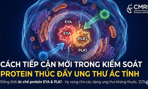 Cách tiếp cận mới trong kiểm soát các protein thúc đẩy tế bào ung thư ác tính 