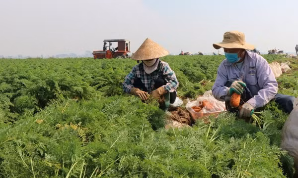 Duy trì ổn định nguồn cung nông sản