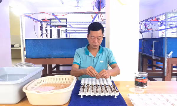 Thực nghiệm sinh sản san hô bằng phương pháp phân vi mảnh trong điều kiện nhân tạo
