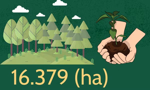 16.379 (ha) - là diện tích trồng rừng bình quân hằng năm trên địa bàn tỉnh Quảng Ninh giai đoạn 2020-2025