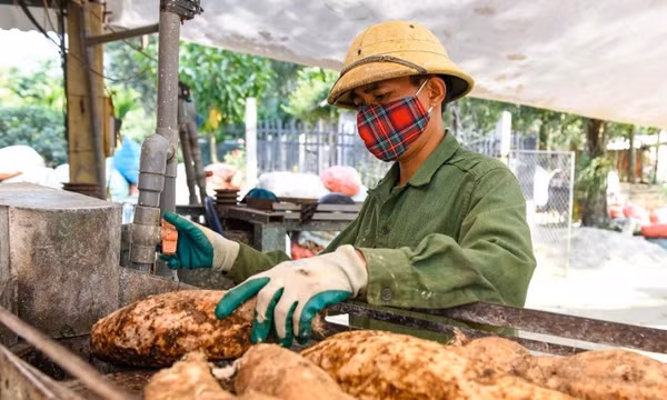 Nâng cao giá trị nông sản nhờ chuyển đổi cơ cấu cây trồng