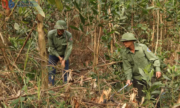 Quảng Ninh: Tăng cường chỉ đạo các biện pháp cấp bách PCCC rừng trên địa bàn tỉnh