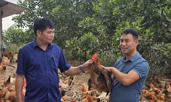 Hiệu quả từ liên kết phát triển kinh tế nông nghiệp