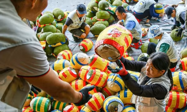Ký nghị định thư xuất khẩu mít tươi sang Trung Quốc
