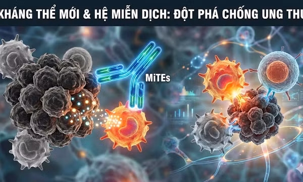 Kháng thể mới giúp hệ miễn dịch chống lại ung thư hiệu quả hơn