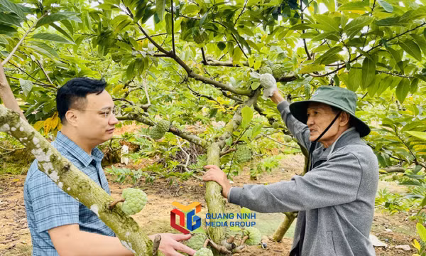 Xã Thống Nhất: Mở hướng đi mới cho cây na trái vụ