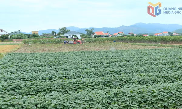 Nông dân Quảng Ninh khẩn trương vào vụ đông