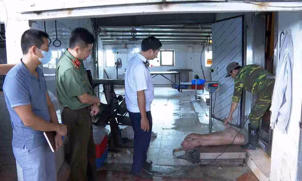 Khởi tố chủ trại lợn ở Hưng Yên giấu dịch tả, vẫn bán ra thị trường