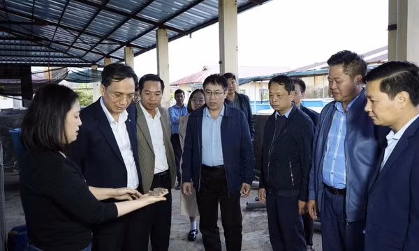 Chủ động nguồn giống sá sùng tại Quảng Ninh