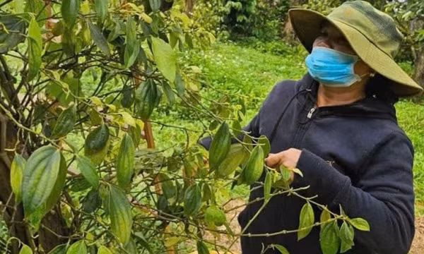 Xuất khẩu hồ tiêu của Việt Nam dự báo đạt 1,5 tỉ USD