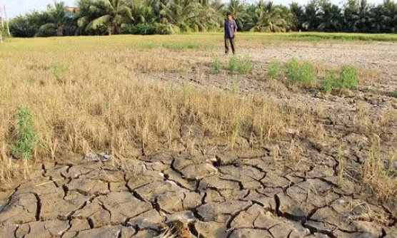 Vi sinh vật trong đất “ghi nhớ” hạn hán để bảo vệ cây trồng