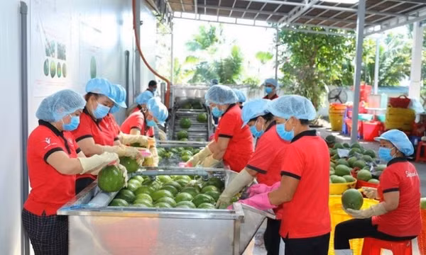 Thúc đẩy hợp tác nông sản và năng lượng rác Việt Nam-Trung Quốc